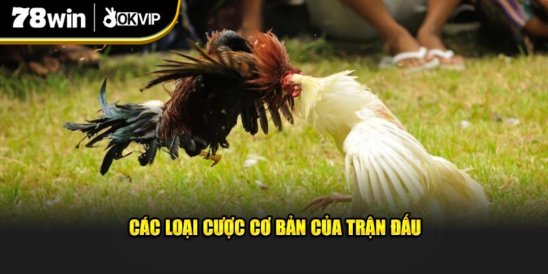 Các loại cược cơ bản của trận đấu